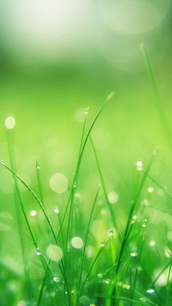 Garden field green iphone wallpaper background Garden field green iphone wallpaper background