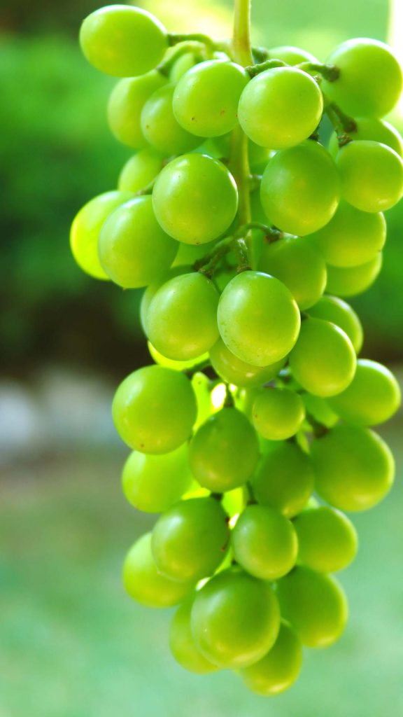 Garden grapes green iphone wallpaper Garden grapes green iphone wallpaper