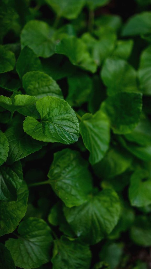 Green iphone wallpaper 