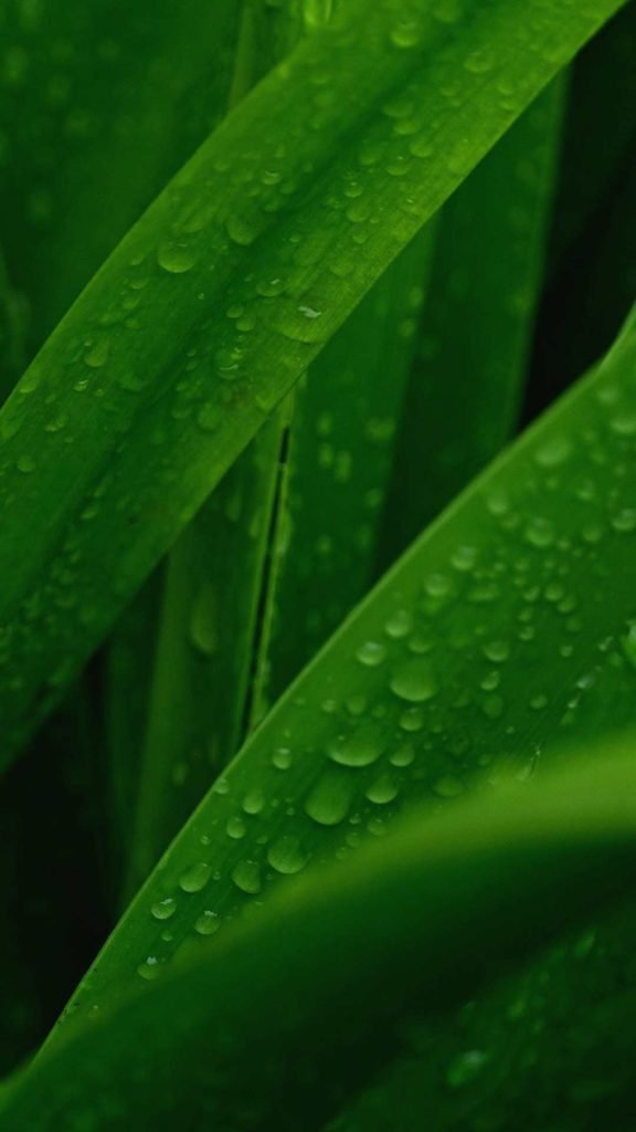 Spring leaves dewdrops green iphone wallpaper background
