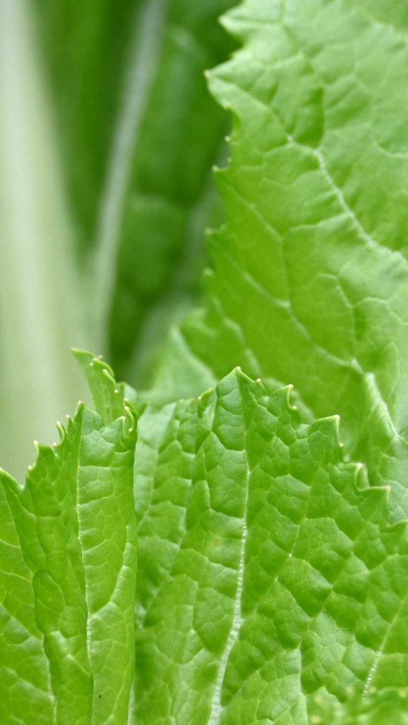 leaves green background leaves green background