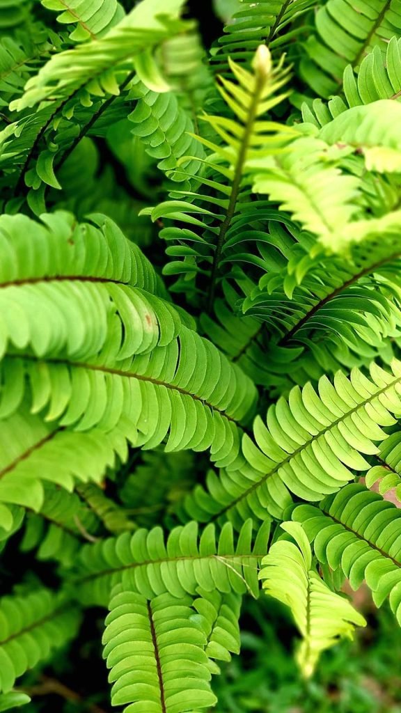 jungle leaves green iphone wallpaper background jungle leaves green iphone wallpaper background