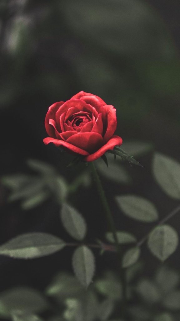 Flower iphone wallpaper