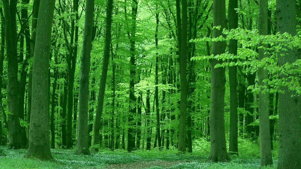 forest green nature wallpaper desktop background