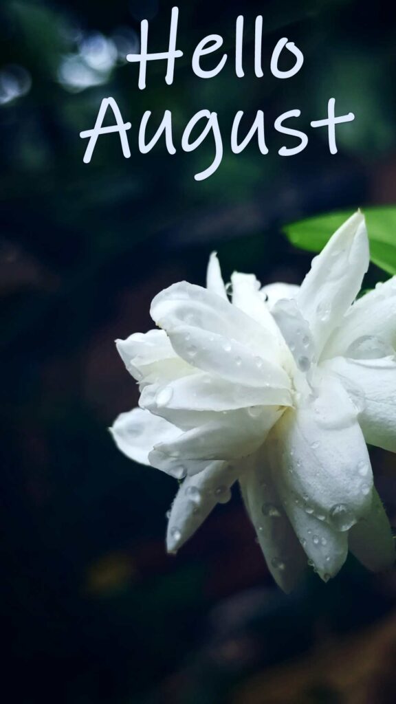 hello august iphone background