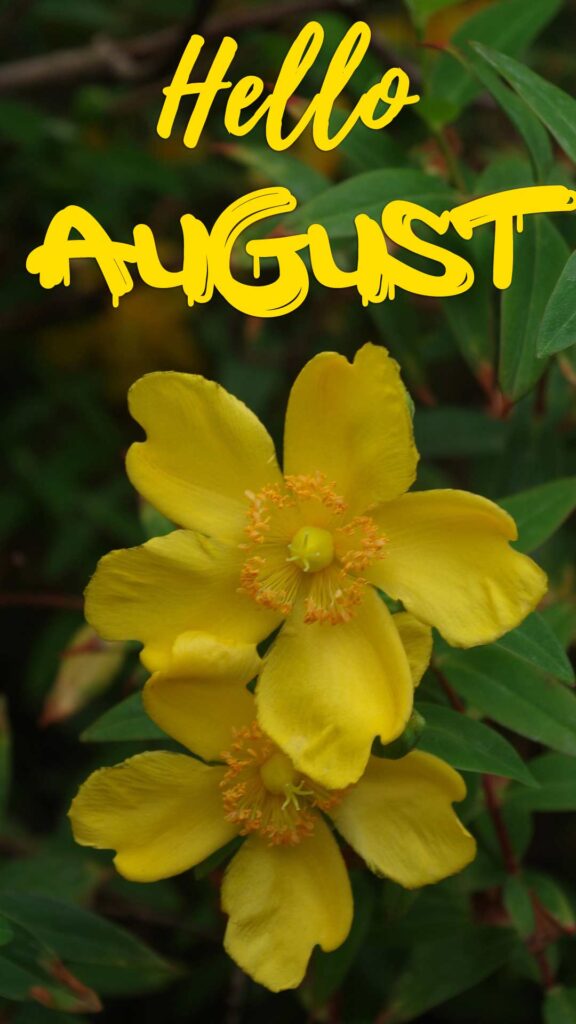 Hello August iphone wallpaper