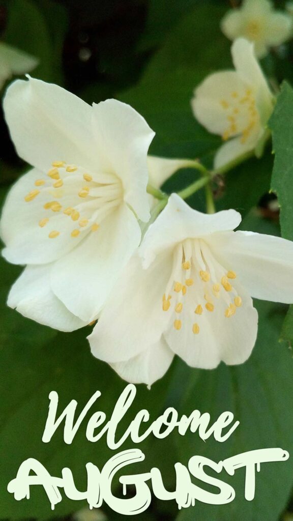 welcome August iphone wallpaper screen backgrounds