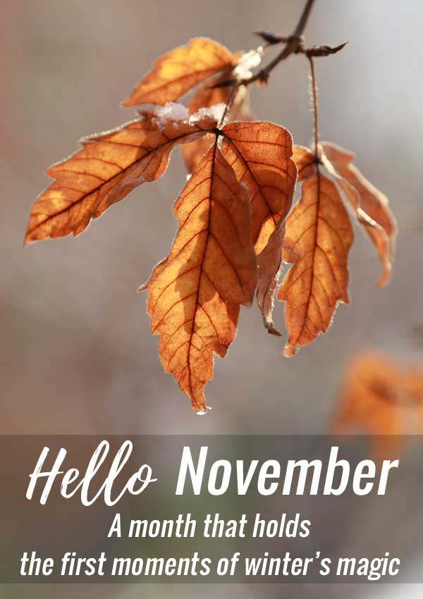 hello november quotes images