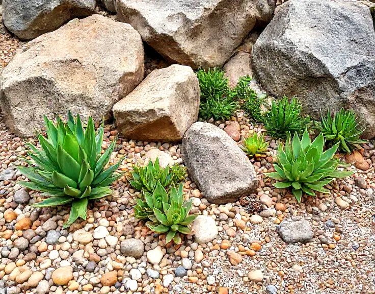 Rock Garden with Succulents 