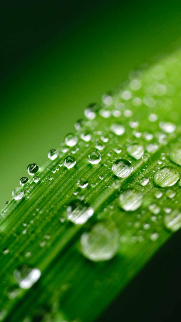 leaves dewdrops green iphone wallpaper background