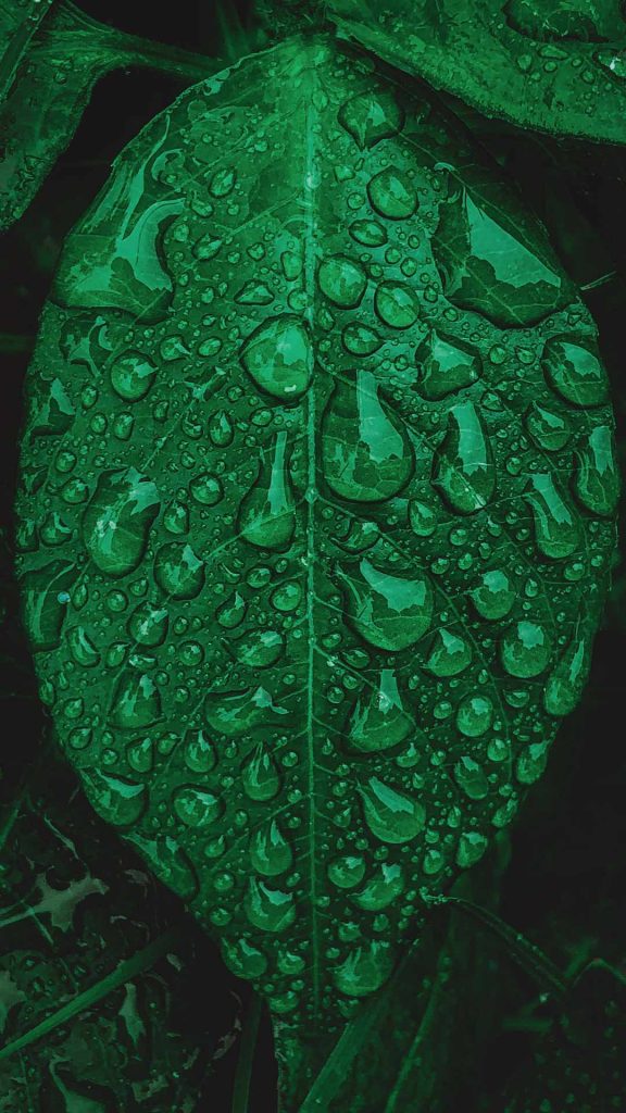 dew drops dark leaves green iphone wallpaper background
