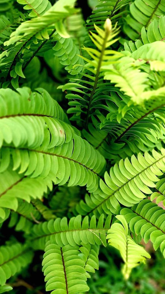 jungle leaves green iphone wallpaper background