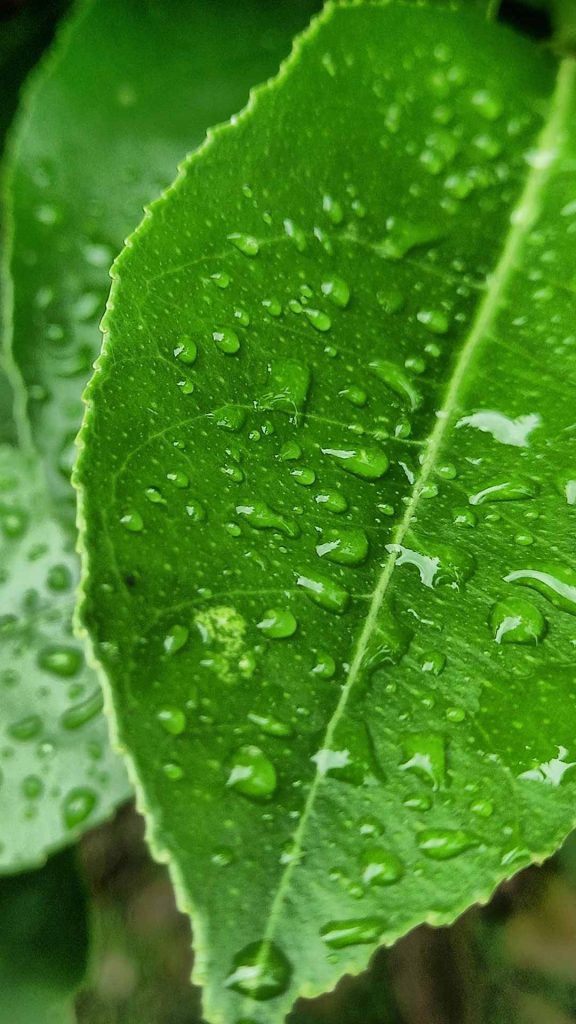 dew drops on leaves green iphone wallpaper background