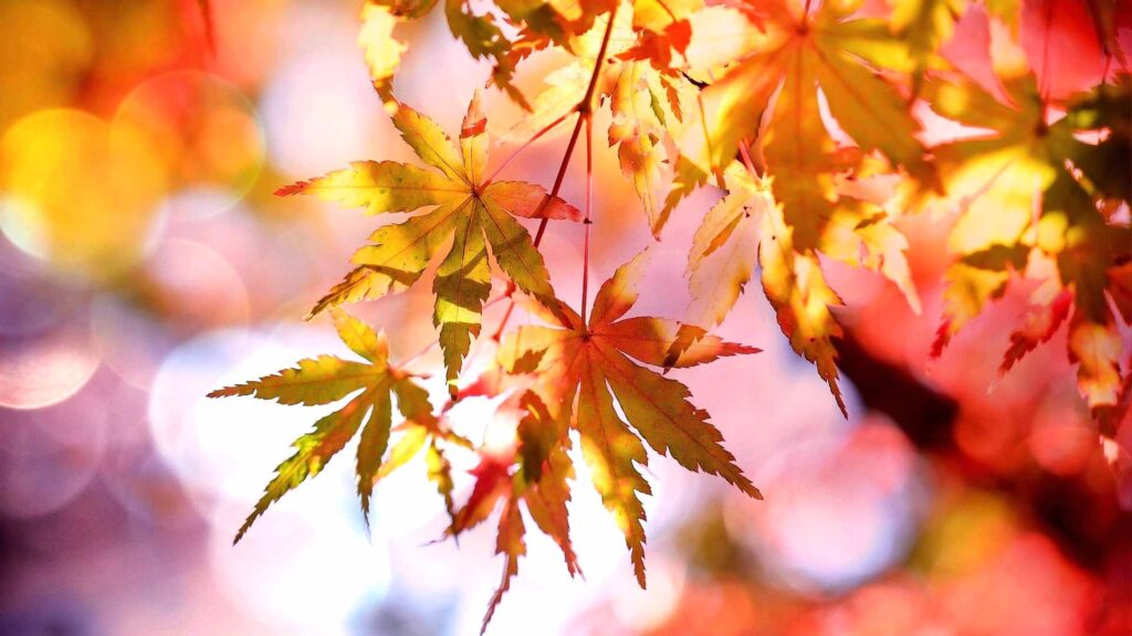 autumn fall maple foliage desktop wallpaper